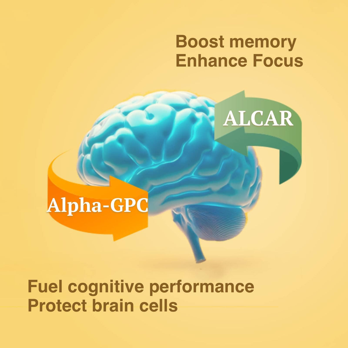 OPTINOURISH Brain Supplement for Memory and Focus, Nootropic for Adults, Fuel Brain Energy & Mental Clarity, Caffeine Free,Cognitive Support, Doctor-Formulated, Made in USA,cGMP,120 Caps OPTINOURISHBuy Supplements Australia