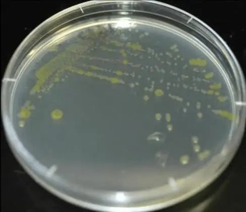 Diamante Scientific Essential Bacteria Kit. Pre-Poured Agar Plates & Swabs. Perfect for Kids. Great for Learning About Microbiology. STEM Education. Experiment Guide eBook Included! Diamante ScientificBuy Supplements Australia