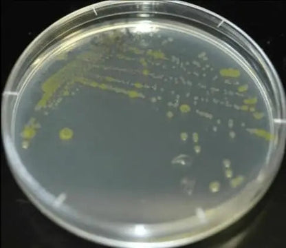 Diamante Scientific Essential Bacteria Kit. Pre-Poured Agar Plates & Swabs. Perfect for Kids. Great for Learning About Microbiology. STEM Education. Experiment Guide eBook Included! Diamante ScientificBuy Supplements Australia