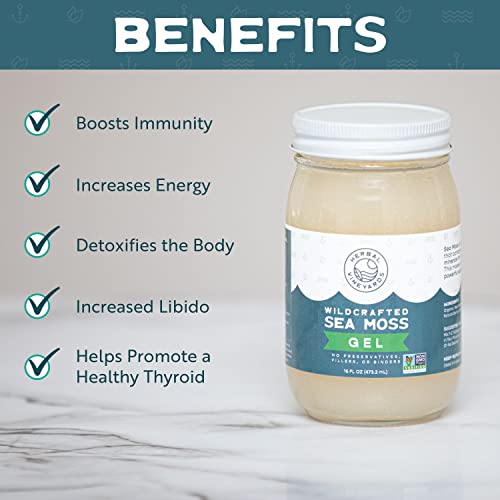 Herbal Vineyards Natural Organic Wildcrafted Gold Raw Sea Moss Gel for Immune Support Herbal VineyardsBuy Supplements Australia