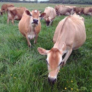 100% Raw Grass Fed Whey - Happy Healthy Cows, COLD PROCESSED Undenatured Raw Organic WheyBuy Supplements Australia