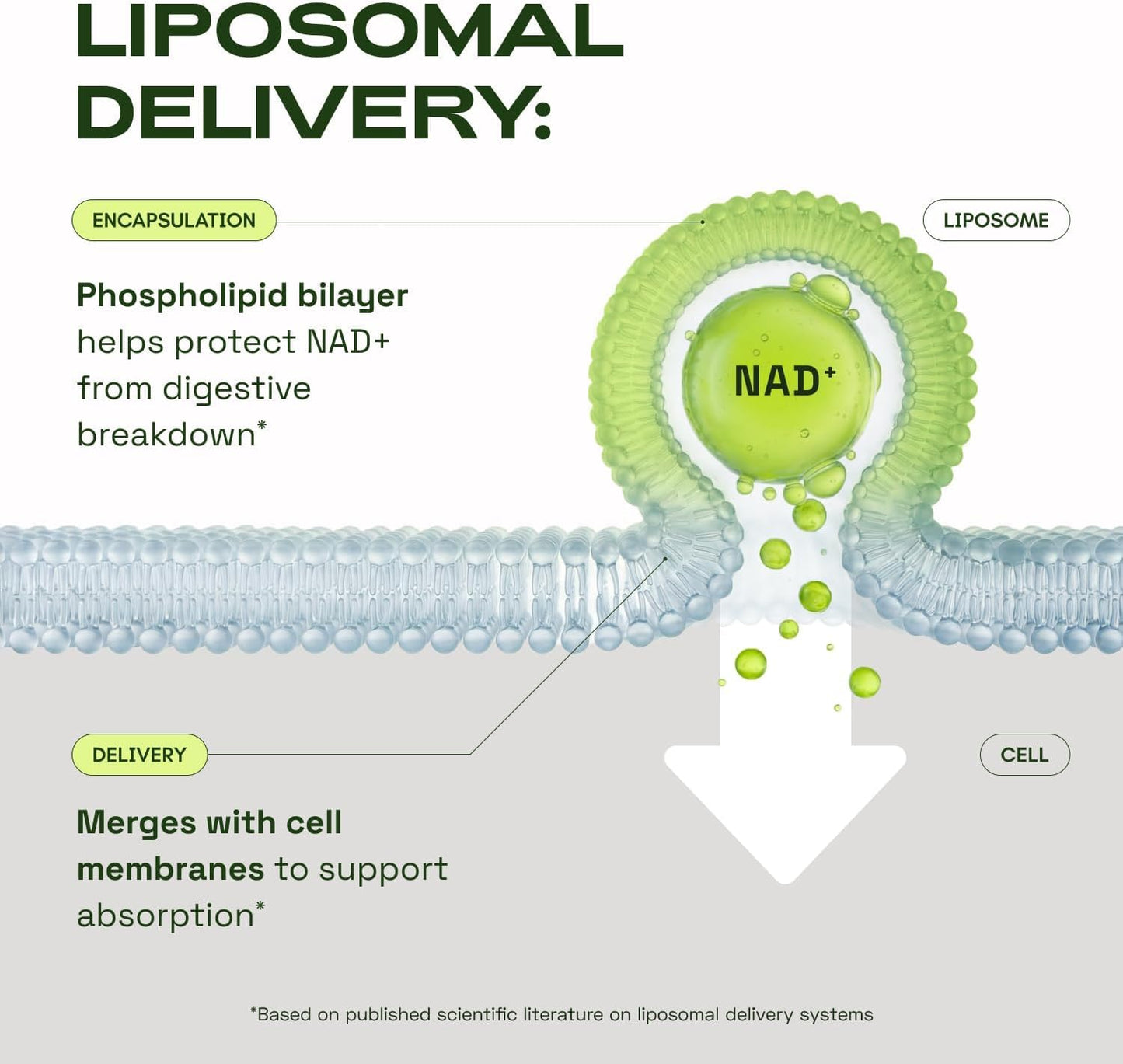 Cata-Kor NMN Supplement Alternative – Liposomal NAD+ Supplement – Third-Party Tested – NAD CORE – 30-Day Supply – 60 Capsules Cata-KorBuy Supplements Australia