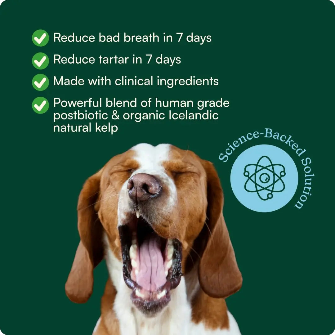 Reggie Dental Powder for Dogs | Reduce Bad Breath in 7 Days, Plaque & Tartar Control | Natural Dog Dental Supplement | Postbiotic Formula with Organic Kelp | Vet-Approved & Made in USA | 60 Servings ReggieBuy Supplements Australia