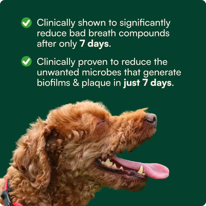 Reggie Dental Powder for Dogs | Reduce Bad Breath in 7 Days, Plaque & Tartar Control | Natural Dog Dental Supplement | Postbiotic Formula with Organic Kelp | Vet-Approved & Made in USA | 60 Servings ReggieBuy Supplements Australia