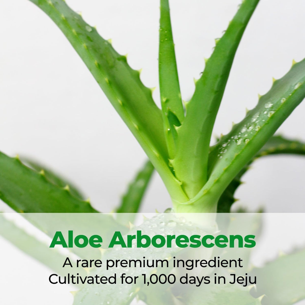 Cure Intensive 2X Cream, Premium Aloe Deep Moisturizing Multi Balm, Korean Skincare, Face Moisturizer for Dry Skin (Pack of 1) Kim Jeong Moon Aloe buy supplements Au
