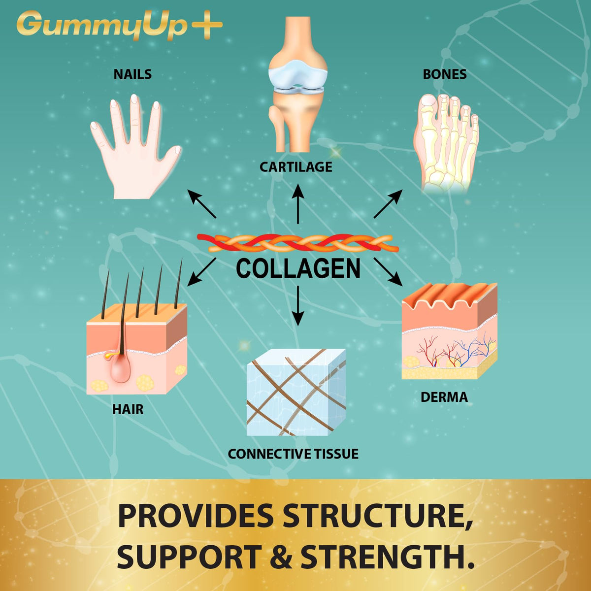 Hydrolysed Collagen Gummies with Biotin, 60 Sugar Free Natural Pineapple Flavoured Gummies ZA ZACANNABuy Supplements Australia