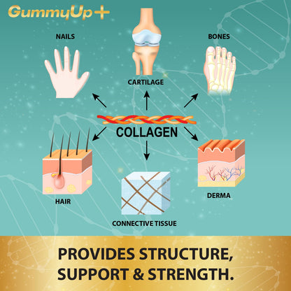 Hydrolysed Collagen Gummies with Biotin, 60 Sugar Free Natural Pineapple Flavoured Gummies ZA ZACANNABuy Supplements Australia