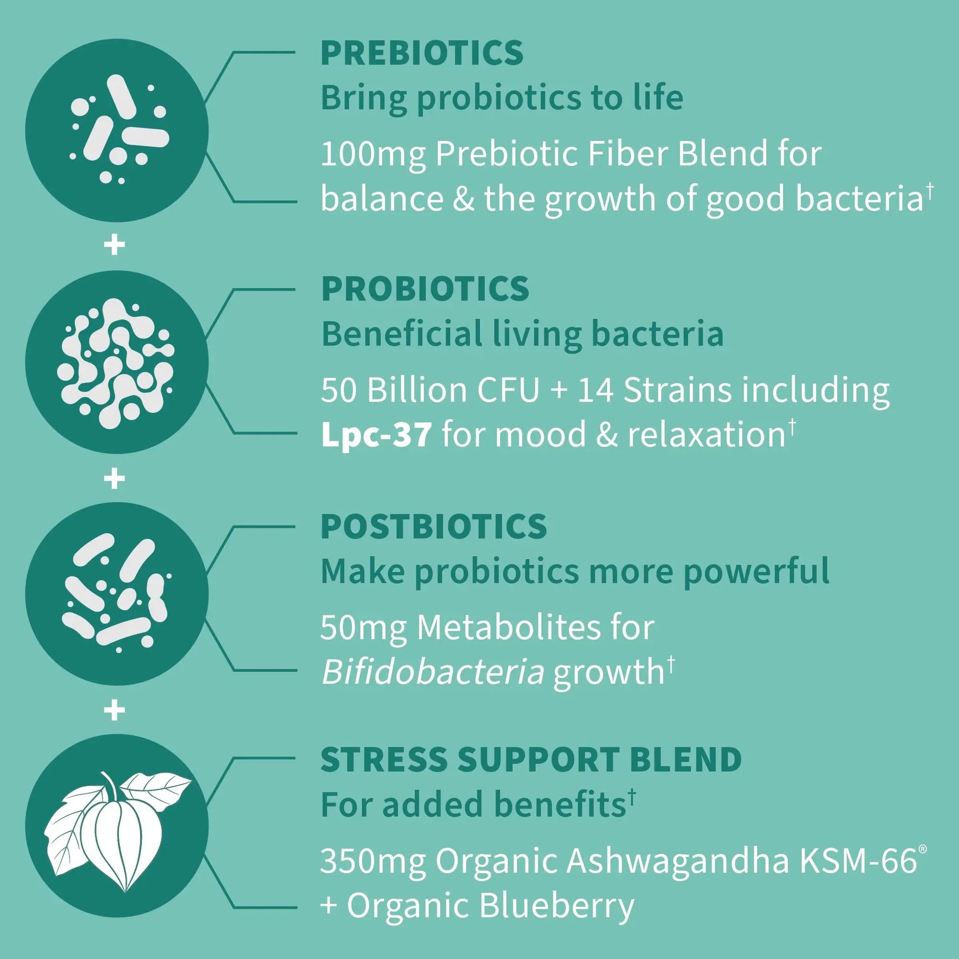 Garden of Life Dr. Formulated Pre, Post & Probiotics Calm 50 Billion CFU Daily 3-in-1 Complete Supplement with Ashwagandha – Mood Support, Digestive & Immune Support, 30 Vegetarian Capsules Garden of LifeBuy Supplements Australia