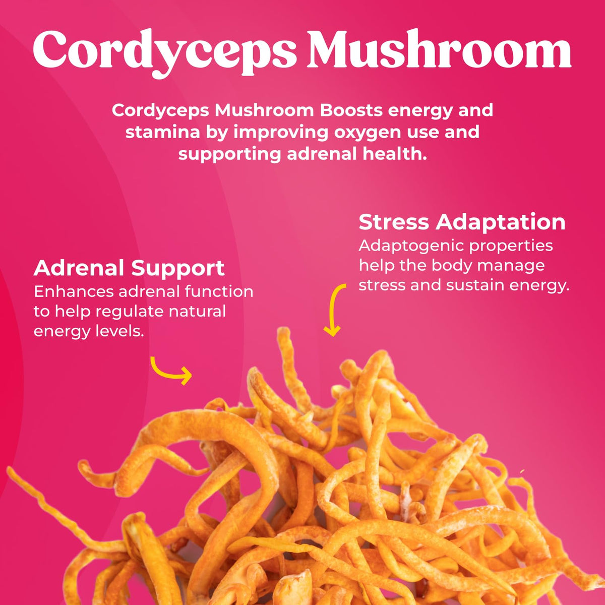 Fungiments Super Bouncy Mushroom Supplement – Cordyceps Focus Capsules for Adults – Natural Brain Boost, Green Tea Energy Vitamins Without jitters, Stamina for Women, Fatigue Support – 60 Count FungimentsBuy Supplements Australia
