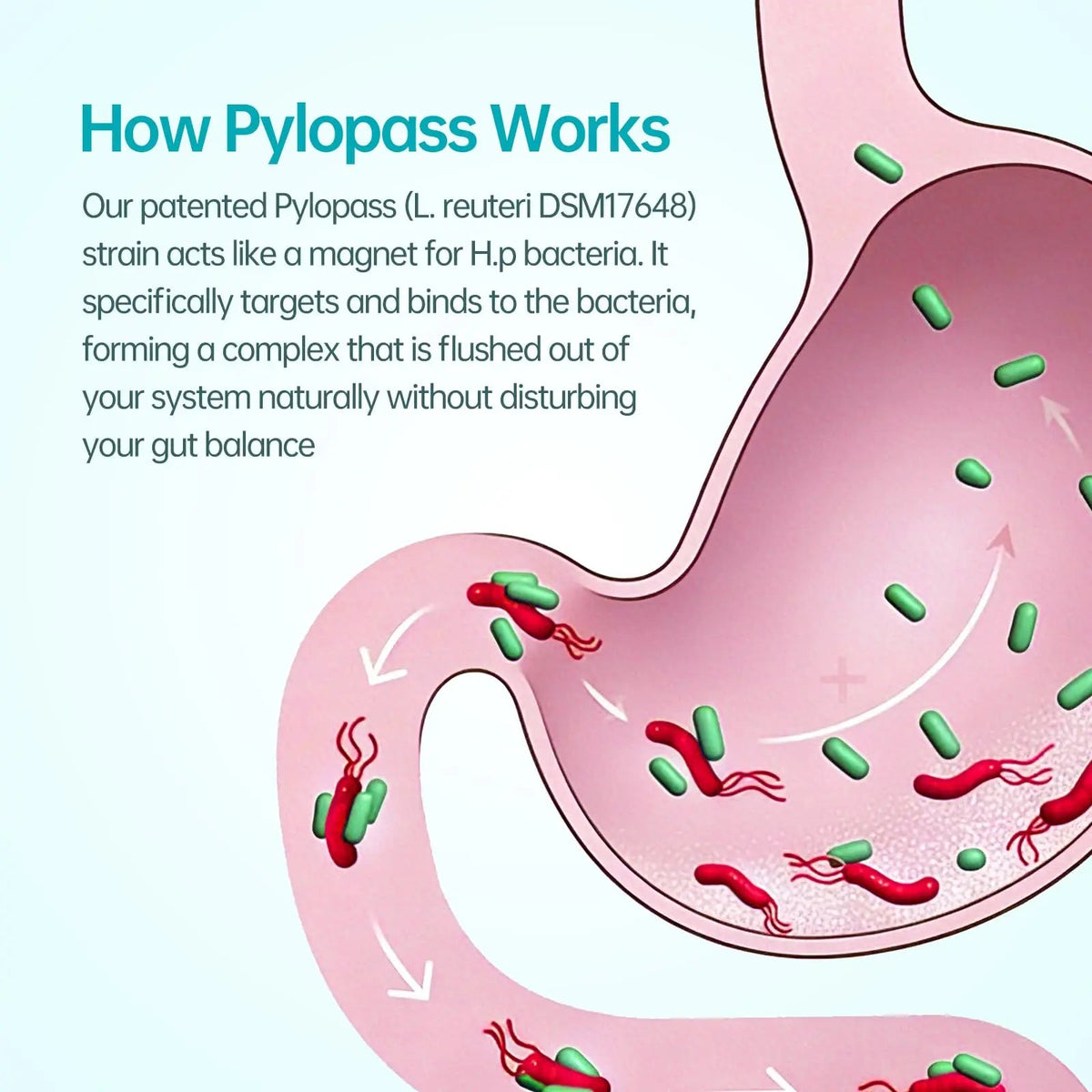 5-in-1 High Potency H. Pylori Probiotic, 1 Per Day - Supports Gastric Lining Integrity, Occasional Indigestion, Acid Comfort - Pylopass Lactobacillus Reuteri, Gluten Free, Vegan, 30ct, Made in Germany purmeoBuy Supplements Australia