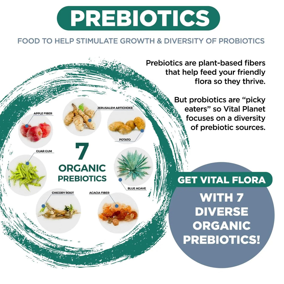 Vital Planet - Vital Flora Ultra Daily Probiotic 60 Billion CFU, Diverse Strains, Organic Prebiotics, Immune Support, Bloating Relief, Digestive Health Probiotics for Women and Men 60 Capsules Vital Planet buy supplements Au