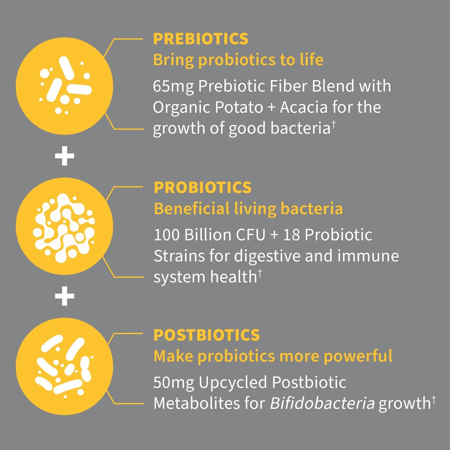 Garden of Life Dr Formulated Probiotics 100 Billion CFU Pre + Pro + Postbiotics - Extra Strength Digestive & Immune Support for Men and Women, Potato, Acacia, Postbiotic Metabolites, 30 Capsules Garden of LifeBuy Supplements Australia