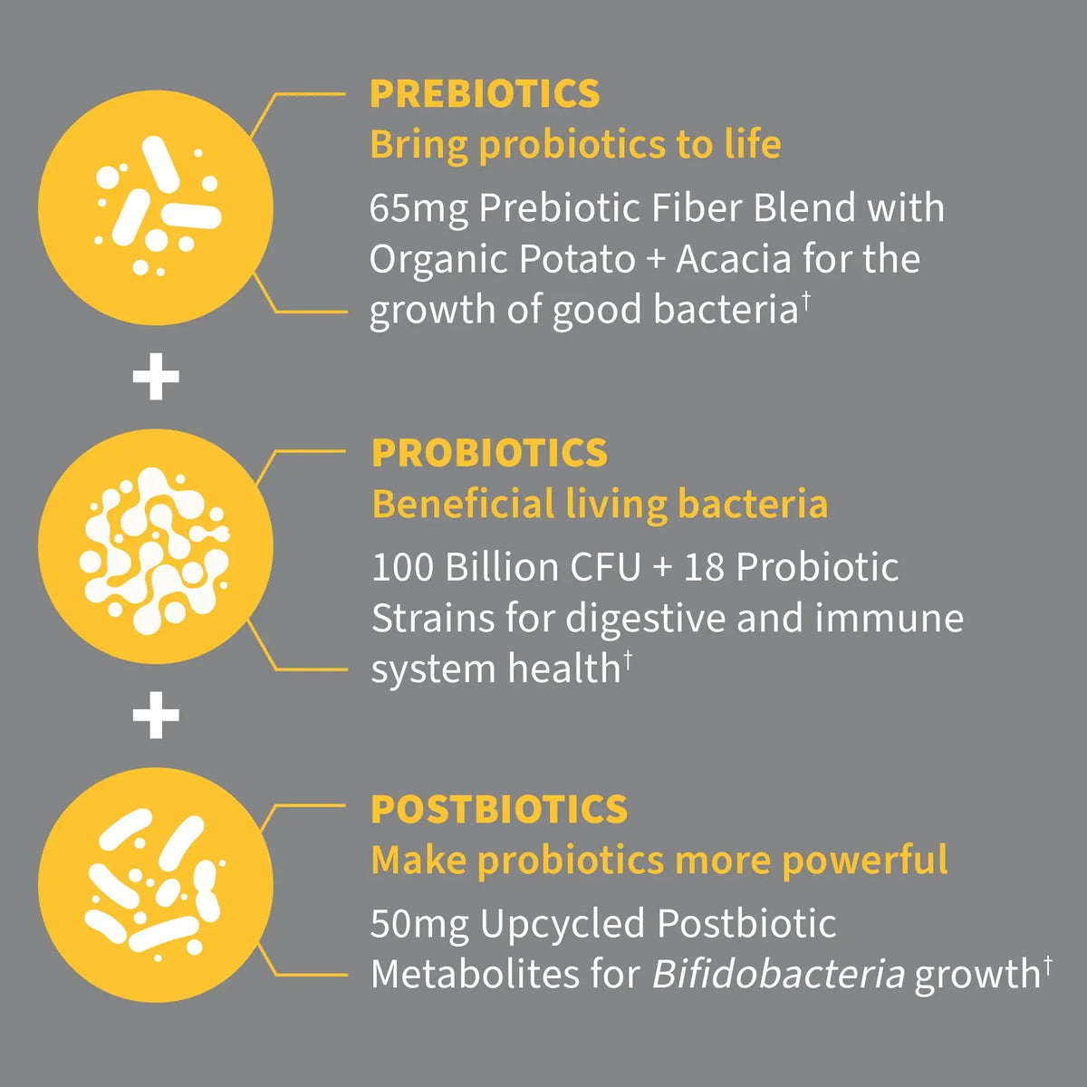 Garden of Life Dr Formulated Probiotics 100 Billion CFU Pre + Pro + Postbiotics - Extra Strength Digestive & Immune Support for Men and Women, Potato, Acacia, Postbiotic Metabolites, 30 Capsules Garden of LifeBuy Supplements Australia