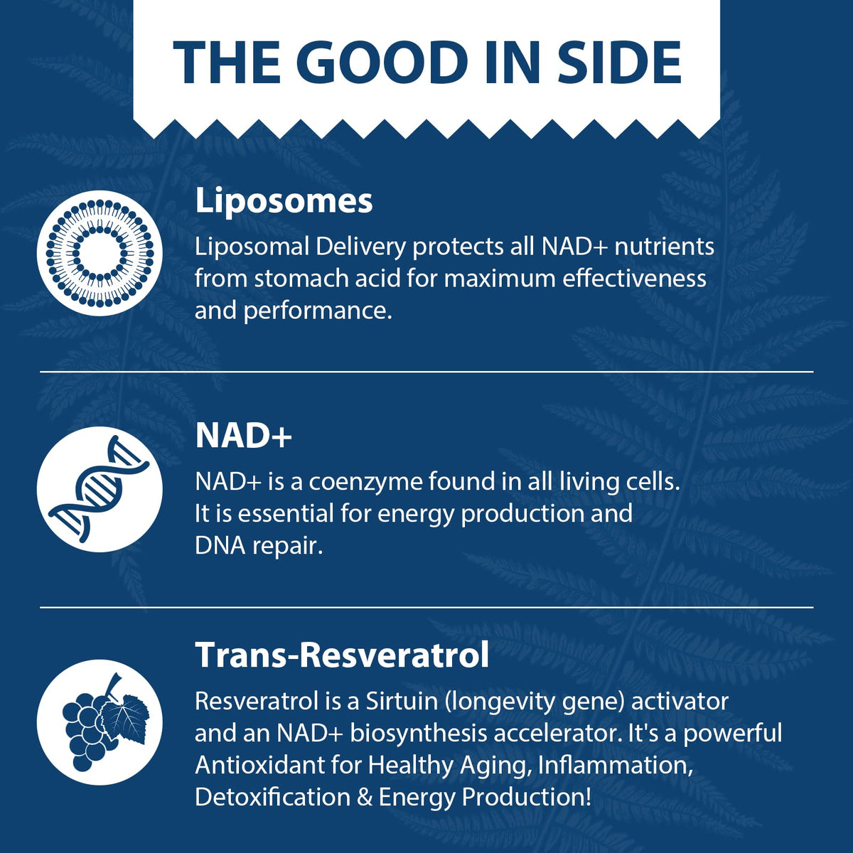 Lepoznan Liposomal NAD+ 500 mg + Trans-Resveratrol 300 mg, Superior Absorption True NAD Supplement Efficient for Cellular Energy Metabolism & DNA Repair, 60 Softgels LepoznanBuy Supplements Australia