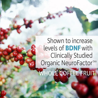 Garden of Life Dr. Formulated Organic Brain Health Memory & Focus for Adults 40+ 60 Tablets Garden of LifeBuy Supplements Australia