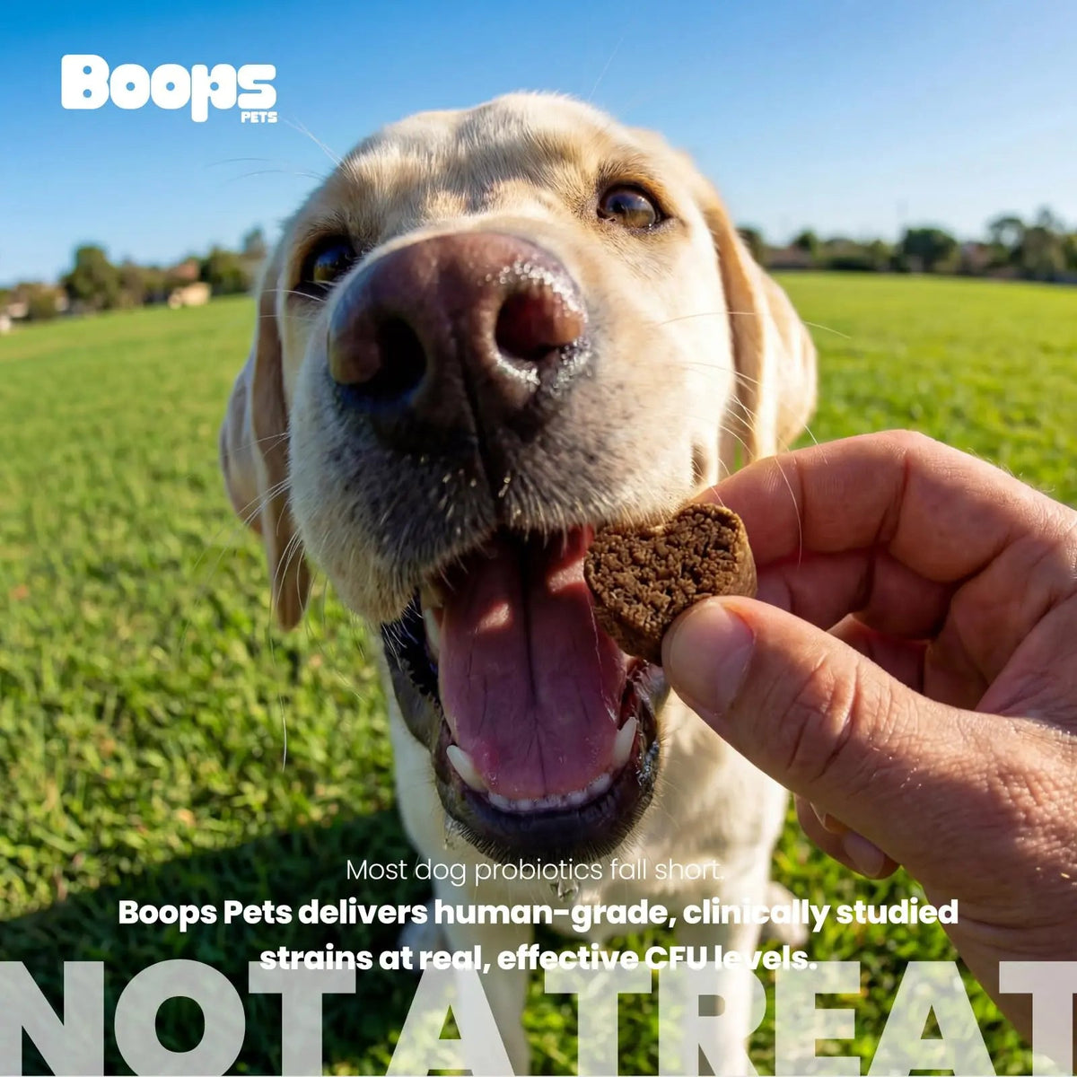 Boops Pets Probiotics for Dogs – 30 Billion CFU with Pre, Postbiotics & Digestive Enzymes – Supports Gut Health, Immunity, Loose Stools & Allergies – Filet Mignon Flavor – Vet Formulated – 60 Chews Boops PetsBuy Supplements Australia