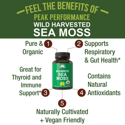 Organic Sea Moss Capsules. Wild Harvested Sea Moss Raw Organic Vegan Supplement from Red Algae Seaweed. 100% Whole Extract Raw Irish SeaMoss Superfood Pills. for Gut, Respiratory, Immune Support. Peak PerformanceBuy Supplements Australia