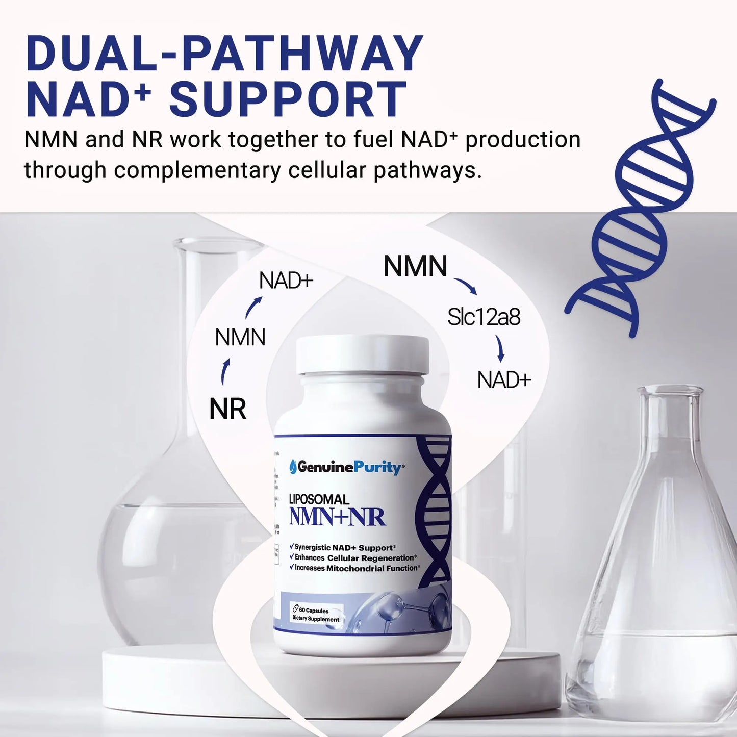 GenuinePurity - Liposomal NMN + NR Supplement - 60 Vegan Capsules to Support Cellular Health, Energy & NAD+ Levels - USA Made, Non-GMO, Gluten Free GenuinePurityBuy Supplements Australia