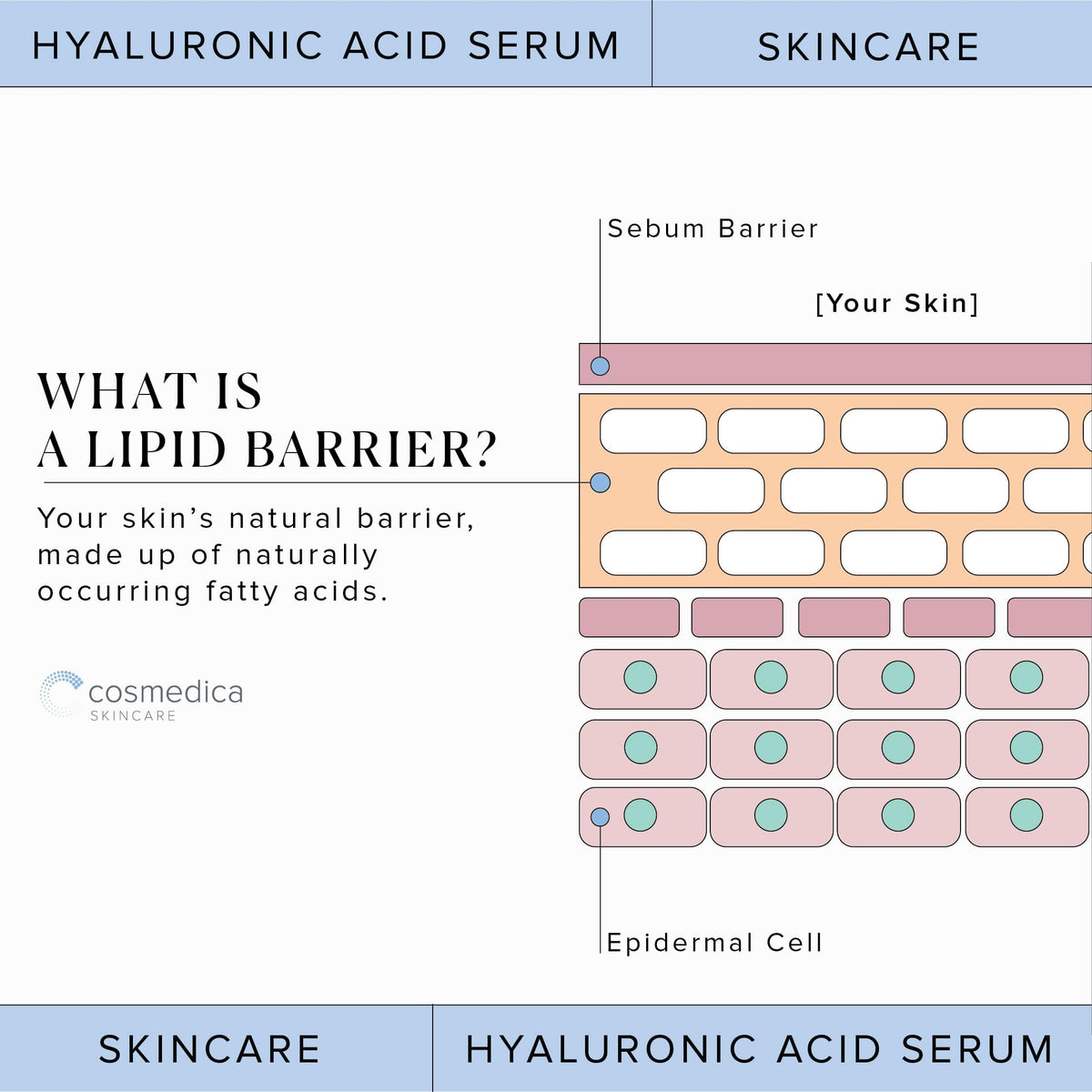 Hyaluronic Acid Serum for Skin 100% Pure Anti Aging Serum Intense Hydration Cosmedica SkincareBuy Supplements Australia