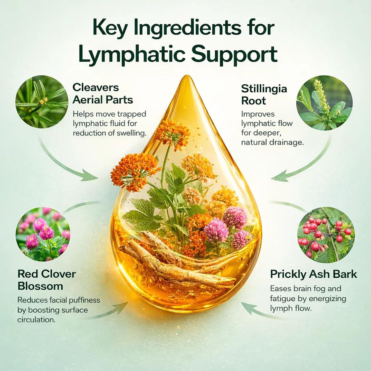 Lymphoria Lymphatic Drainage Wellness Drops, Natural Herbal Blend for Lymphatic System Support, Vegan & Non-GMO, 1 Fl Oz (1) Lymphoria Lymphatic buy supplements Au