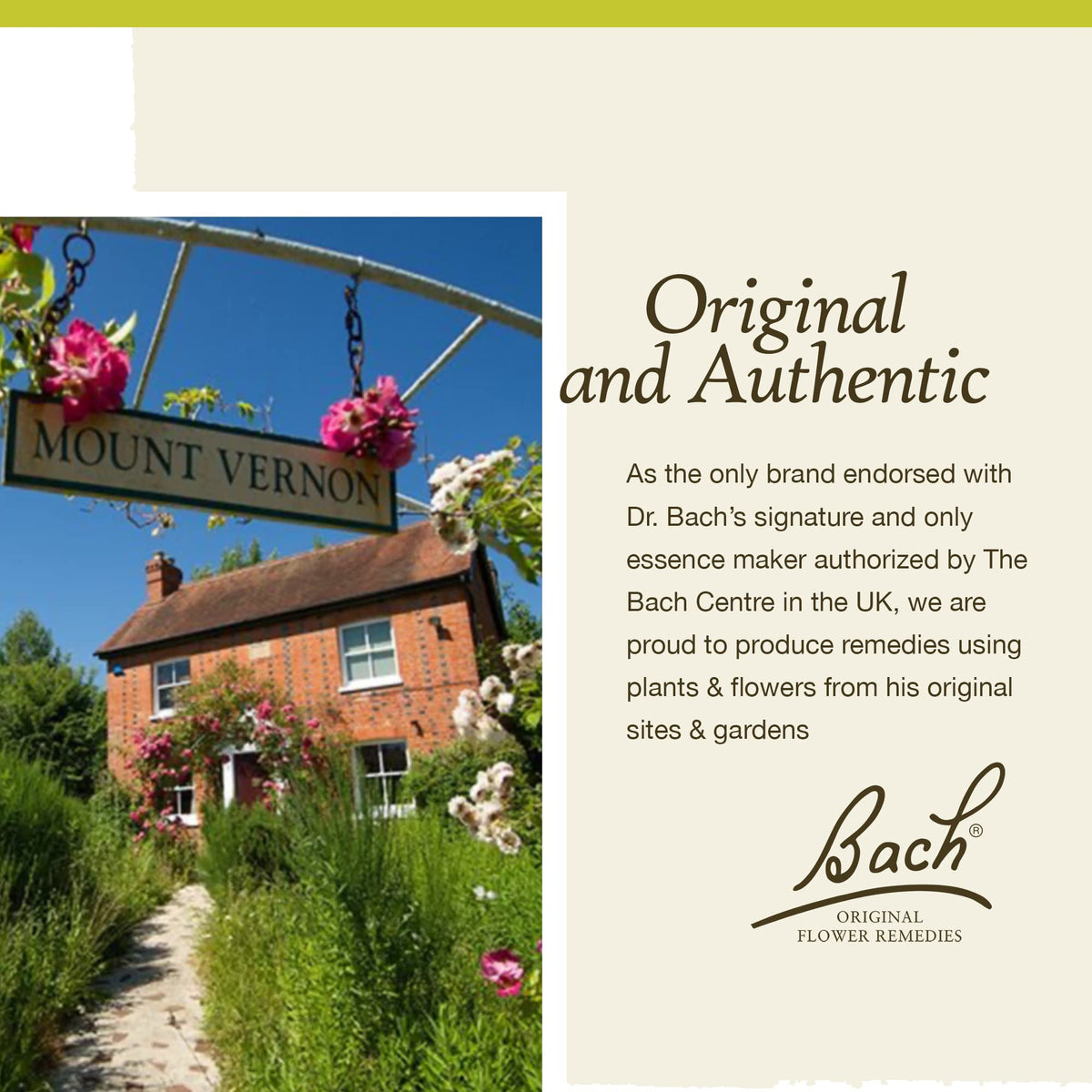 Bach Original Flower Remedies, Olive for Energy (Non-Alcohol Formula), Natural Homeopathic Flower BachBuy Supplements Australia