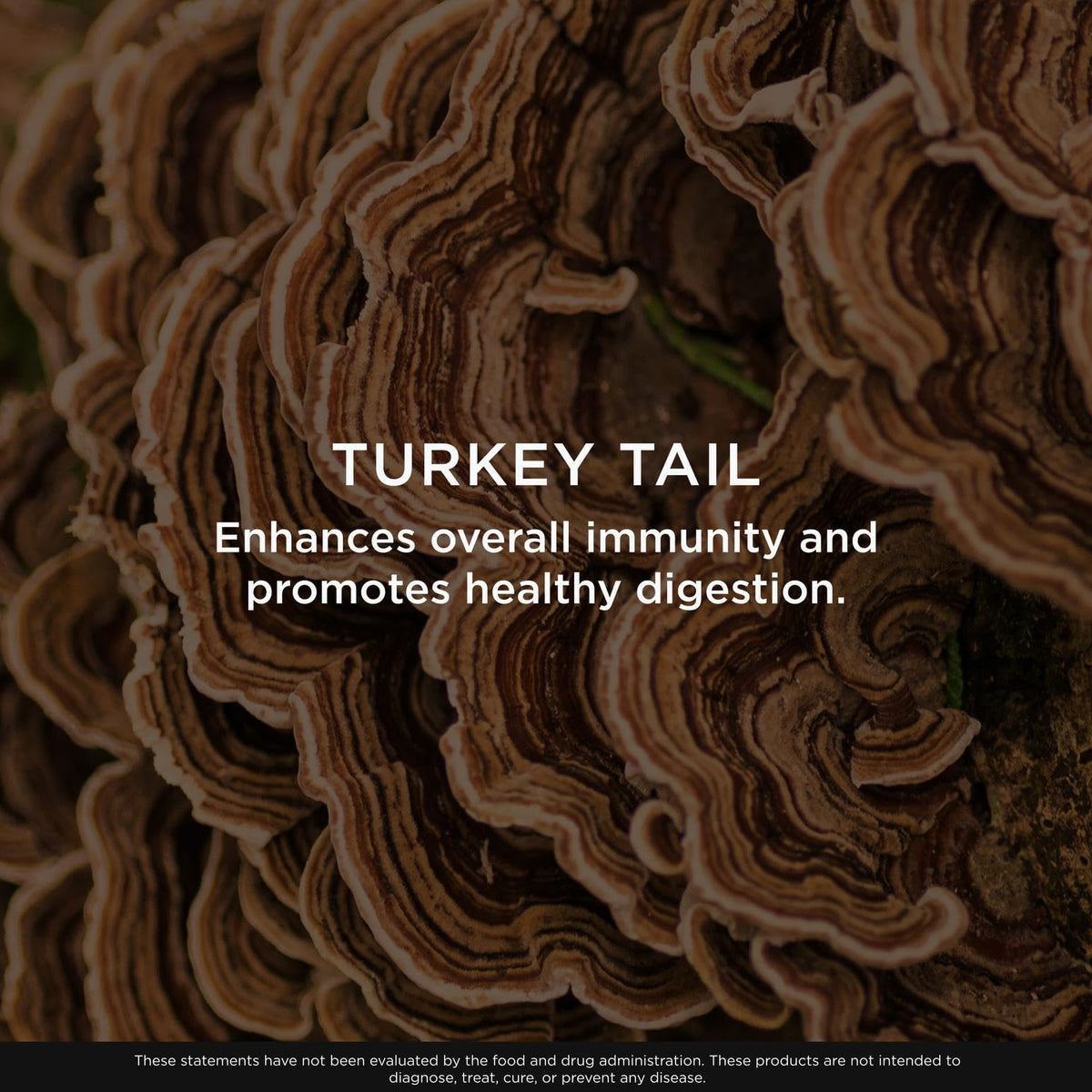 The Genius Brand Genius Turkey Tail - Plant-Based Supplement for Immune, Gut & Antioxidant Support - Organic & Non-GMO - 120 Veggie Capsules The Genius BrandBuy Supplements Australia