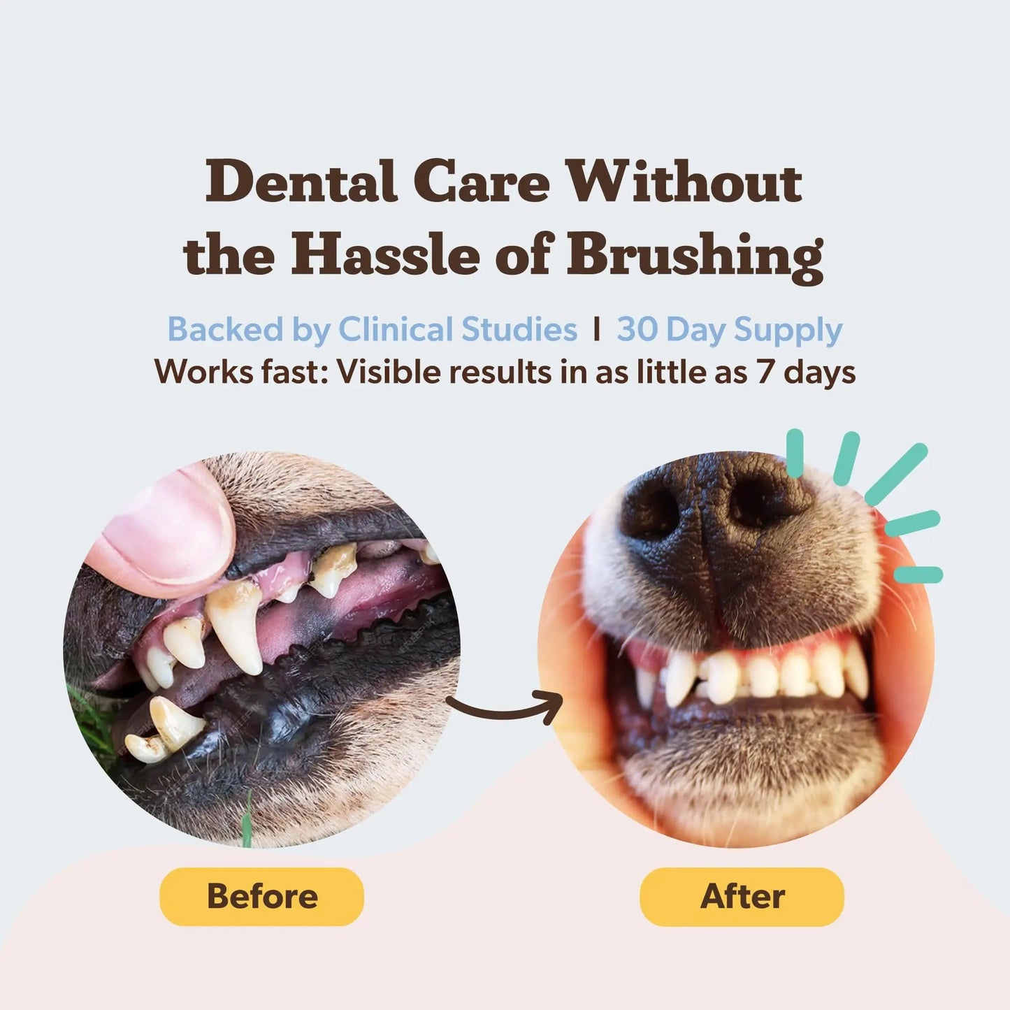Natural Dog Company Dental Powder for Dogs – Freshens Breath & Helps Reduce Plaque & Tartar, Natural No-Brushing Canine Oral Health Postbiotic Supplement, Vet Formulated, Made in USA, 30-Day Supply Natural Dog CompanyBuy Supplements Australia
