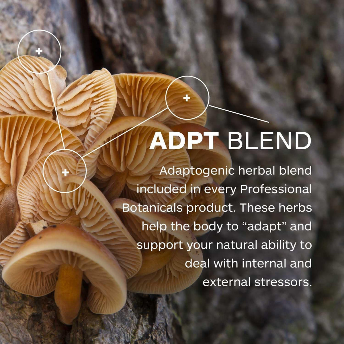 Professional Botanicals Cardio-CoQ CoQ10 - Vegan Formulated Coenzyme Q10 with Hawthorne Berry Valerian Root and Cayenne Pepper - 60 vegetarian capsules Professional Botanicals buy supplements Au