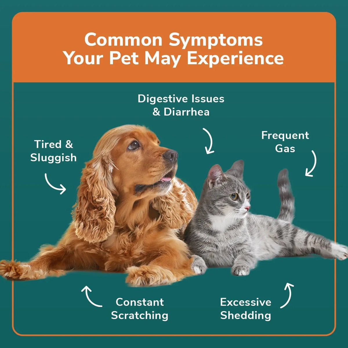 TotalVet Dog Allergy +1000 Food & Nutritional Sensitivity Test, Pet Intolerance Kit at Home — Advanced Complement to DNA Tests for Complete Pet Wellness TotalVetBuy Supplements Australia