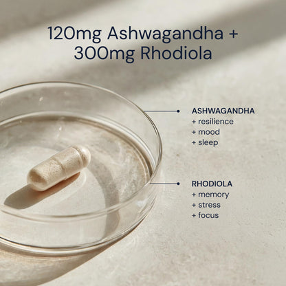 Blueprint Bryan Johnson Ashwagandha & Rhodiola Supplement – 120mg Ashwagandha + Rhodiola Root – Daily Adaptogen Capsules for Stress Support, Mood Balance, Energy & Focus – 30 Vegan Capsules Blueprint Bryan JohnsonBuy Supplements Australia