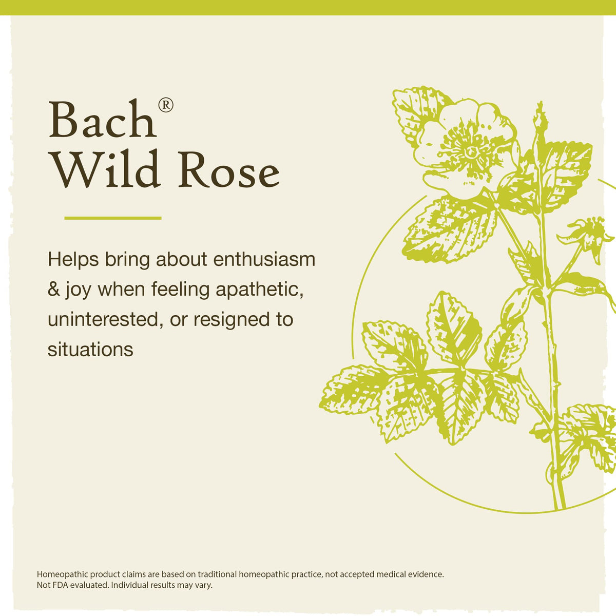 Bach Original Flower Remedies, Wild Rose for Enthusiasm (Non-Alcohol Formula), Natural Homeopathic BachBuy Supplements Australia