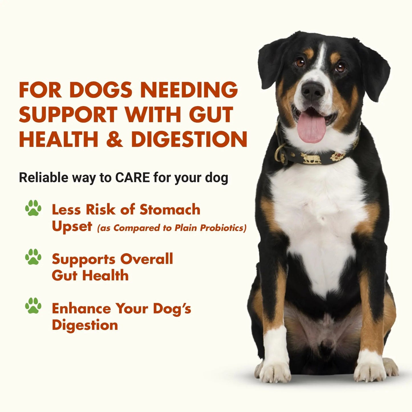 Pre & PostBiotic Support for Dogs – Digestive Upset, Stool Quality & Sensitive Stomach Support – Easy Liquid Formula for Picky Eaters LIQUID-VETBuy Supplements Australia
