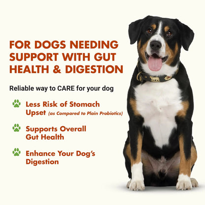 Pre & PostBiotic Support for Dogs – Digestive Upset, Stool Quality & Sensitive Stomach Support – Easy Liquid Formula for Picky Eaters LIQUID-VETBuy Supplements Australia