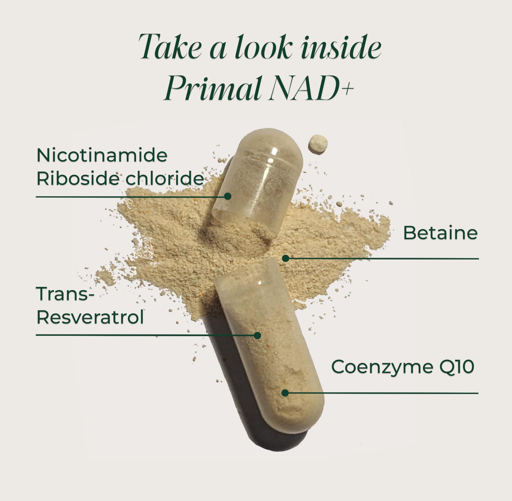Primal Harvest NAD+ Supplement: Nicotinamide Riboside, Trans-Resveratrol, Betaine, CoQ10, NAD Supplements for Cellular Health, Energy, and Mitochondrial Support Primal HarvestBuy Supplements Australia