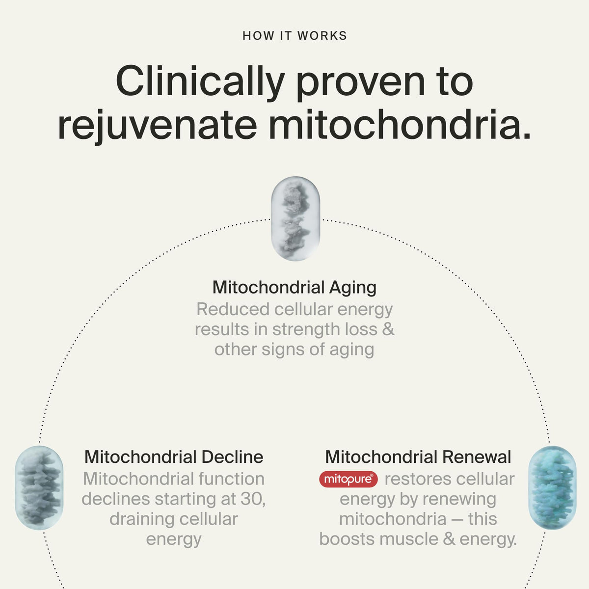 Timeline Mitopure Urolithin A Supplement Gummies - Clinically Proven Support for Healthy Aging Cellular Energy Muscle Strength and Longevity Timeline buy supplements Au