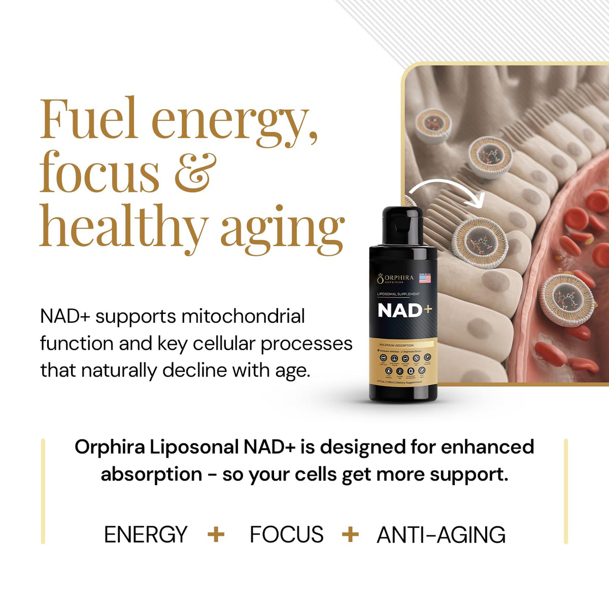Orphira Liquid Liposomal NAD+ Supplement - 10x Better Absorption for Cellular Energy, Mental Clarity, Healthy Aging & Vitality Support - Enhanced NAD Plus, Vegan, Non-GMO - 30 Servings (4 fl oz) Orphira NutritionBuy Supplements Australia