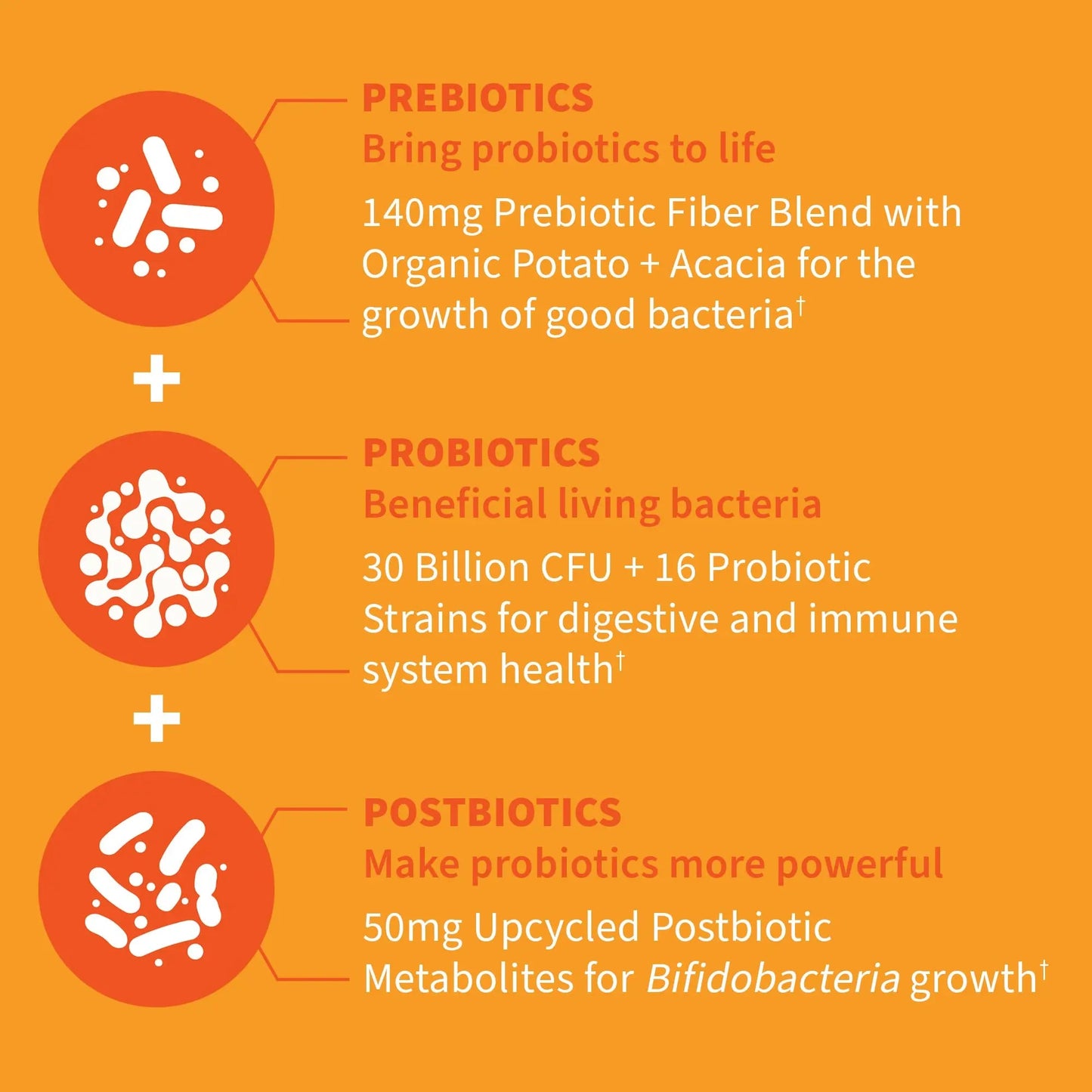 Garden of Life Dr Formulated Probiotics 30 Billion CFU Pre + Pro + Postbiotics for Men and Women Digestive and Immune Support, Potato, Acacia, Postbiotic Metabolites, 30 Mini Vegetarian Capsules Garden of LifeBuy Supplements Australia