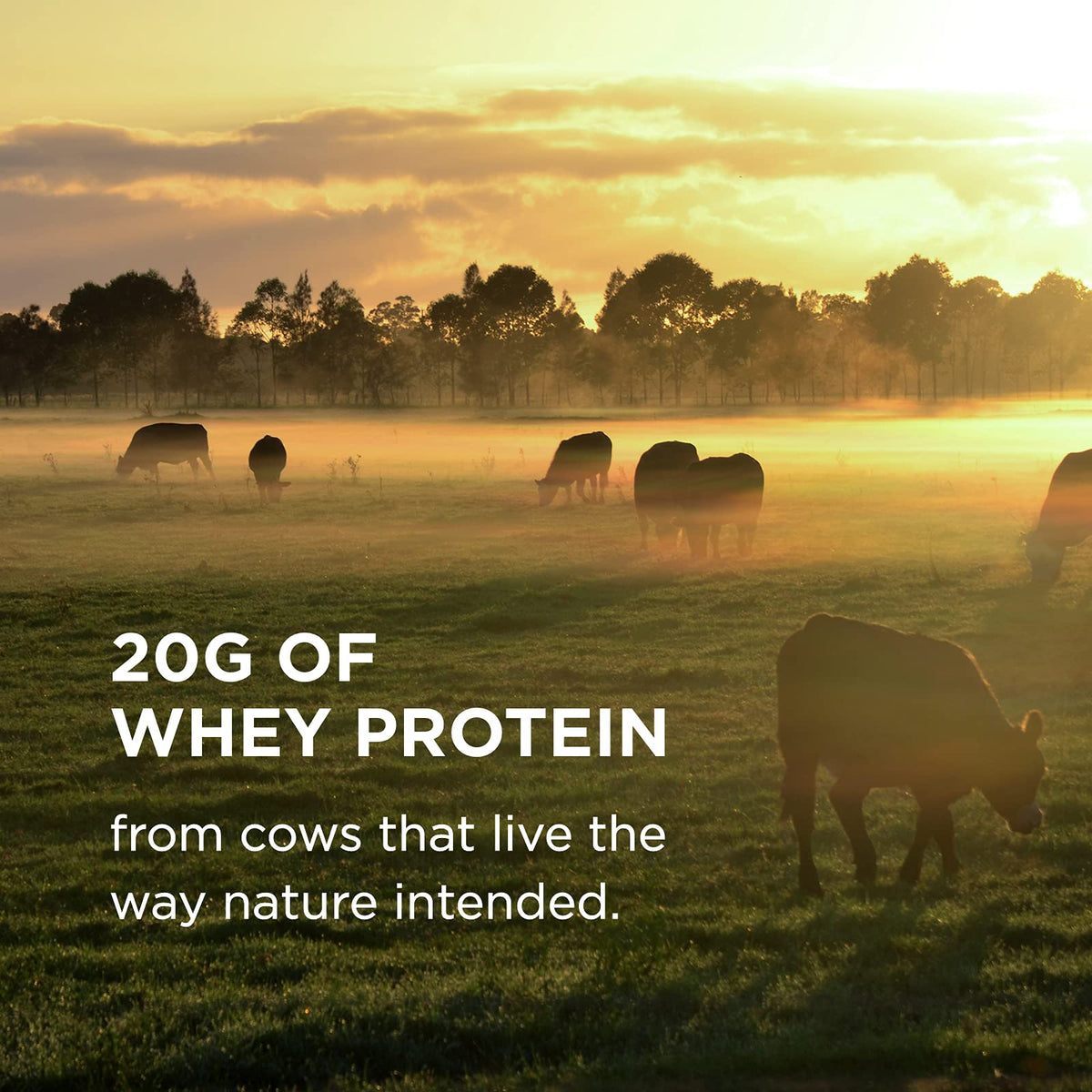 Solgar Whey To Go Natural Vanilla Flavour Protein Powder 340 g - Grass-Fed Whey from New Zealand Cows SOLGARBuy Supplements Australia