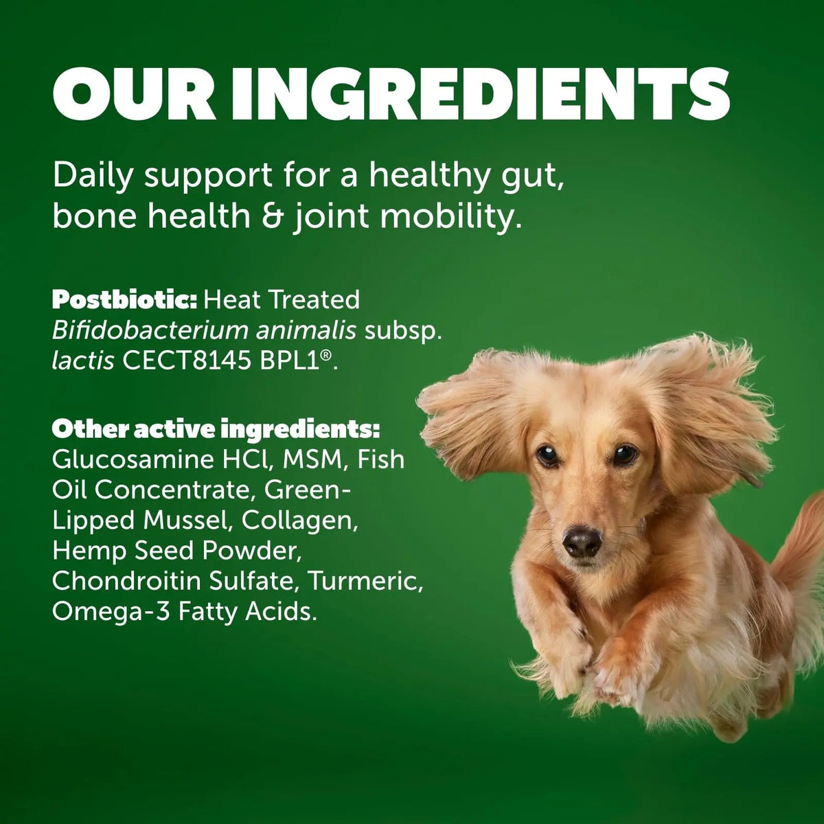 Protexin Daily Care Gut+ Mobility | 60 Dog Chews, Chicken and Bacon Flavor Dog Supplement | Probiotics for Dogs, Dog Postbiotics ProtexinBuy Supplements Australia