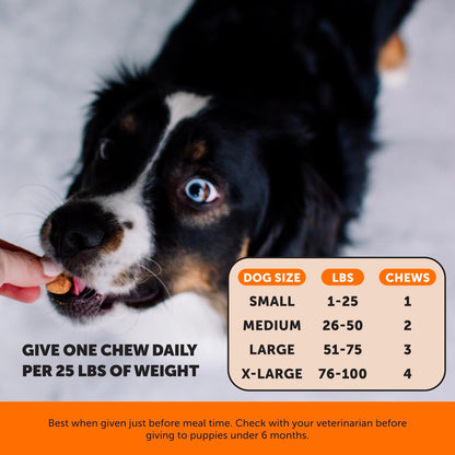 Hemp Hip & Joint Supplement for Dogs - Hemp Oil & Powder - Glucosamine Chondroitin for Dogs, Turmeric, MSM, Green-Lipped Mussel, Supports Mobility, May Reduce Discomfort (Bacon) Pet HonestyBuy Supplements Australia