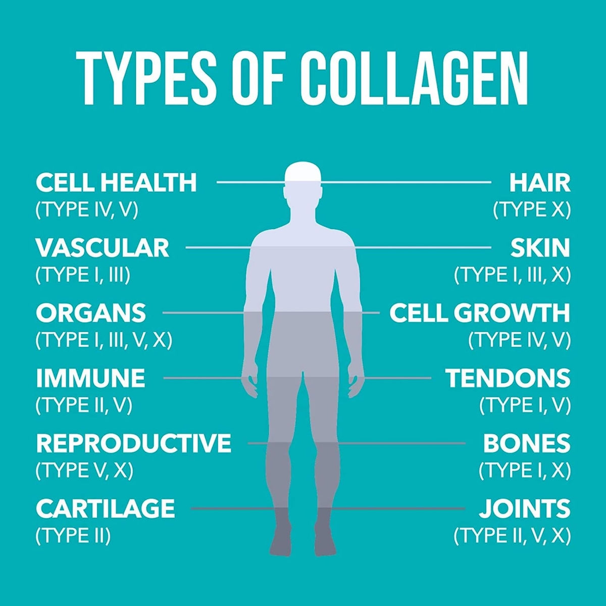 NaturesPlus Collagen Peptides Powder - Premium Hydrolysed Collagen Supplement, 6 Major Types Nature's PlusBuy Supplements Australia