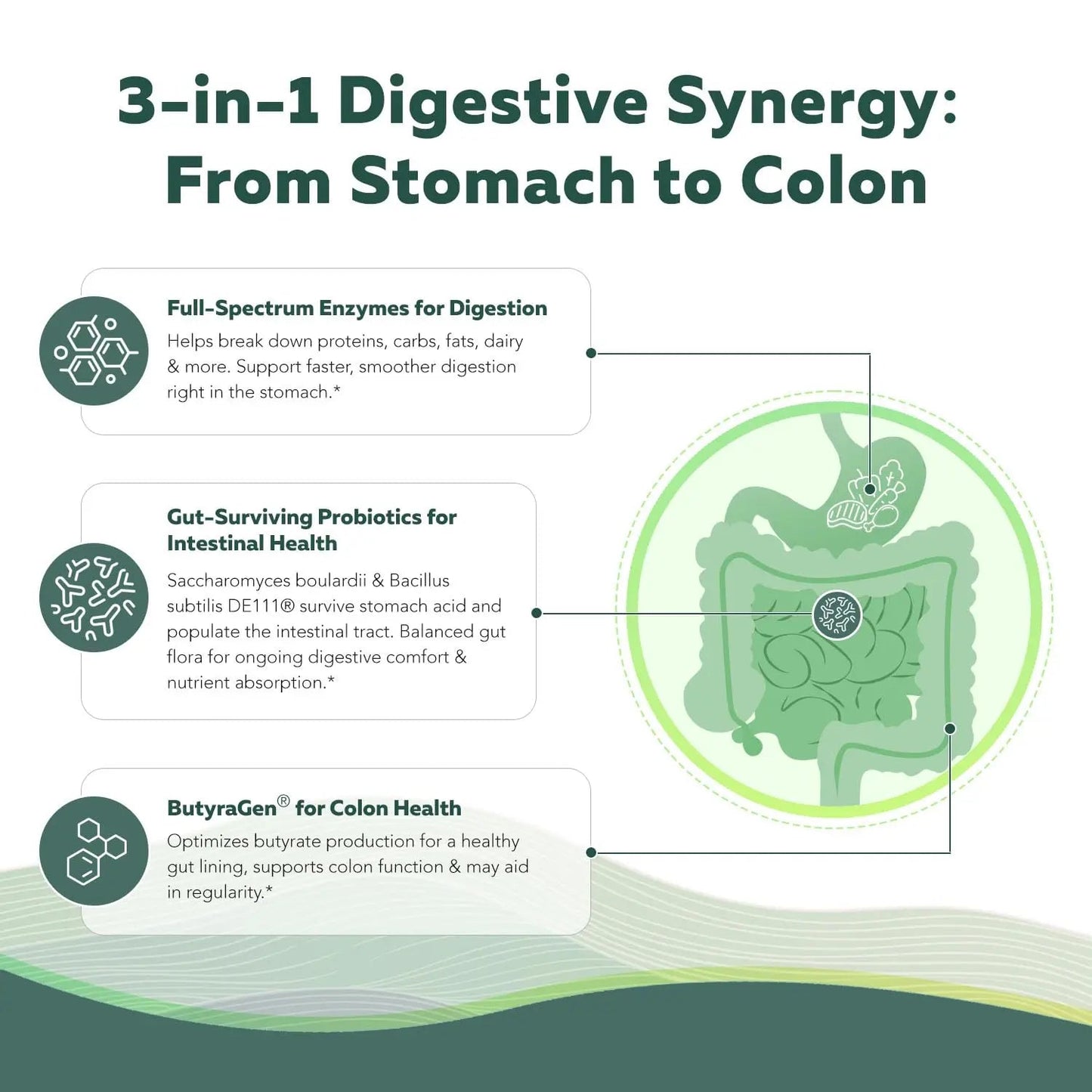 Flora Digest - 3-in-1 Max Strength Digestive Enzymes + Gut Surviving Probiotics & ButyraGen® Postbiotic for Optimal Digestion, Bloating Relief, Regularity, Gut Lining & Colon Support - (60 Capsules) Triquetra HealthBuy Supplements Australia
