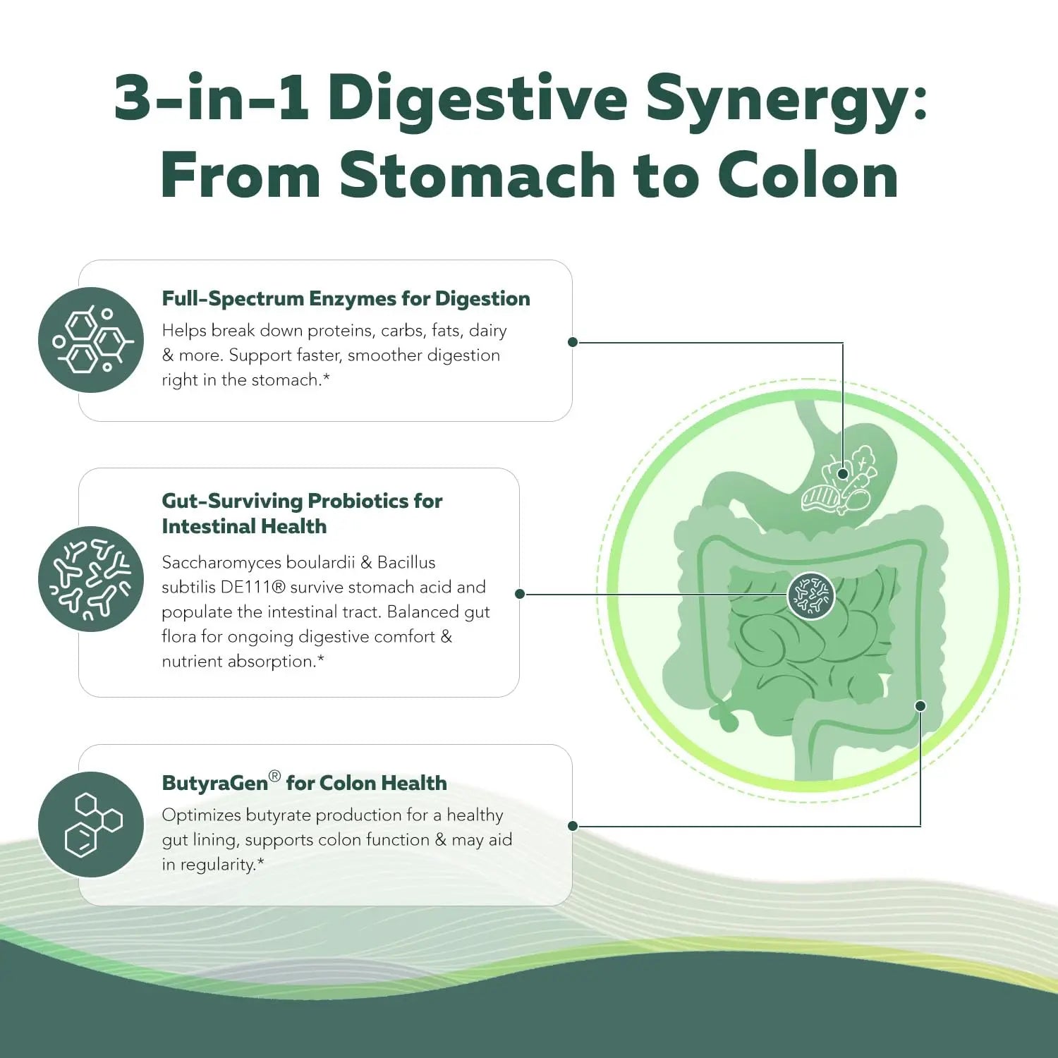 Flora Digest - 3-in-1 Max Strength Digestive Enzymes + Gut Surviving Probiotics & ButyraGen® Postbiotic for Optimal Digestion, Bloating Relief, Regularity, Gut Lining & Colon Support - (60 Capsules) Triquetra HealthBuy Supplements Australia