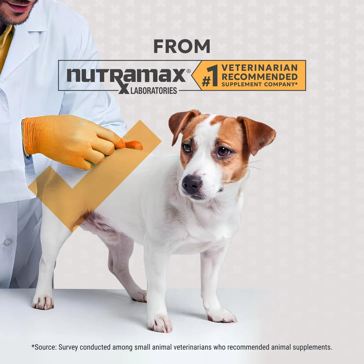 Nutramax Filaquin Anal Gland Supplement for Dogs, from The Same Company as Cosequin & Proviable, with Pre & Postbiotics and Psyllium Husk Fiber to Support Anal Gland Health, 90 Count Soft Chews Nutramax LaboratoriesBuy Supplements Australia