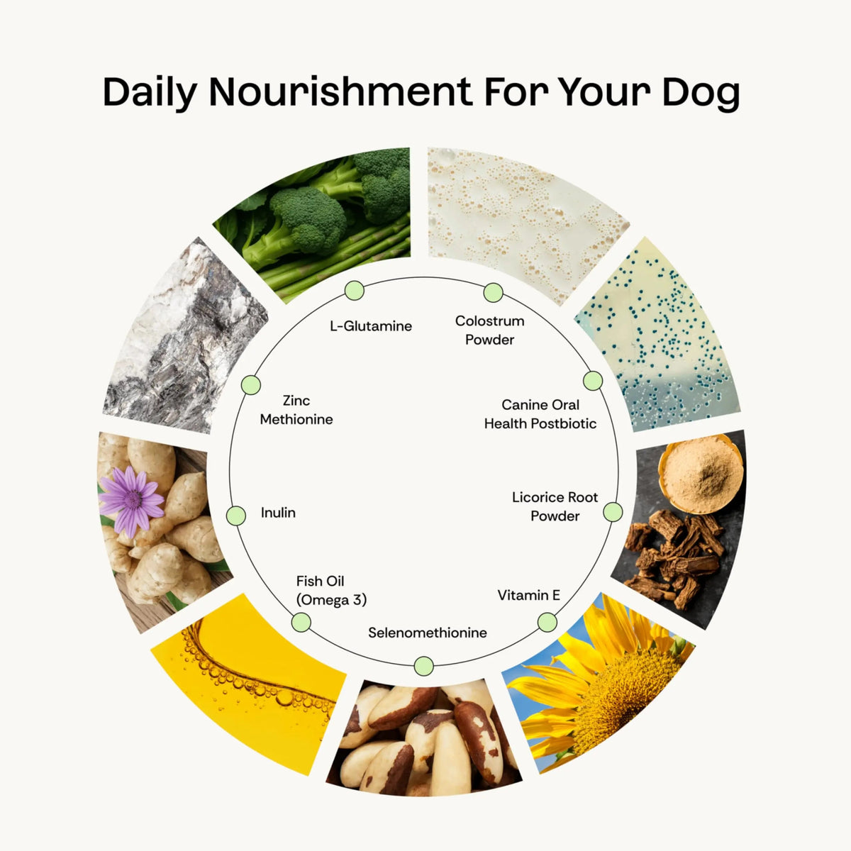 Daily Prebiotic + Postbiotic Dog Supplement Powder | 12-in-1 Support for Gut, Joints, Allergy, Immunity, Calming & Oral Health | Human-Grade Ingredients, No Artificial Flavors-No Fillers - 30 Sachets PlentumBuy Supplements Australia