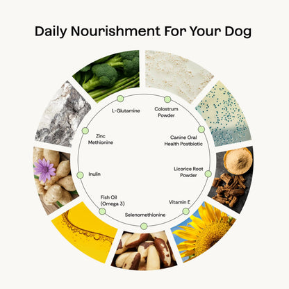 Daily Prebiotic + Postbiotic Dog Supplement Powder | 12-in-1 Support for Gut, Joints, Allergy, Immunity, Calming & Oral Health | Human-Grade Ingredients, No Artificial Flavors-No Fillers - 30 Sachets PlentumBuy Supplements Australia