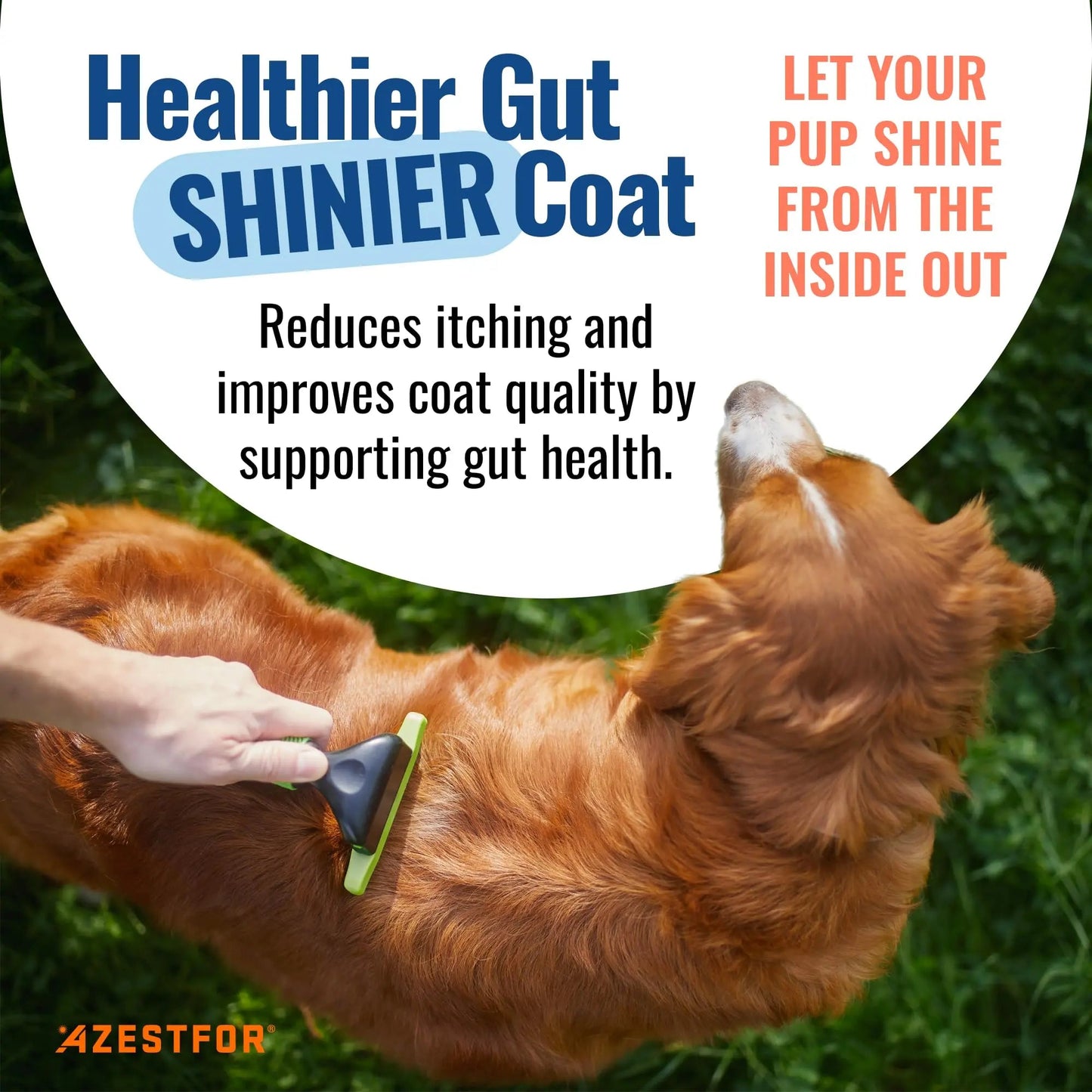 Azestfor Gut Health Supplement for Dogs – 3 in 1 Probiotic, Prebiotic & Postbiotic Blend – Supports Digestion, Immunity & Skin – Easy-to-Use Powder – for All Breeds & Sizes – 60g (30 Servings) AzestforBuy Supplements Australia