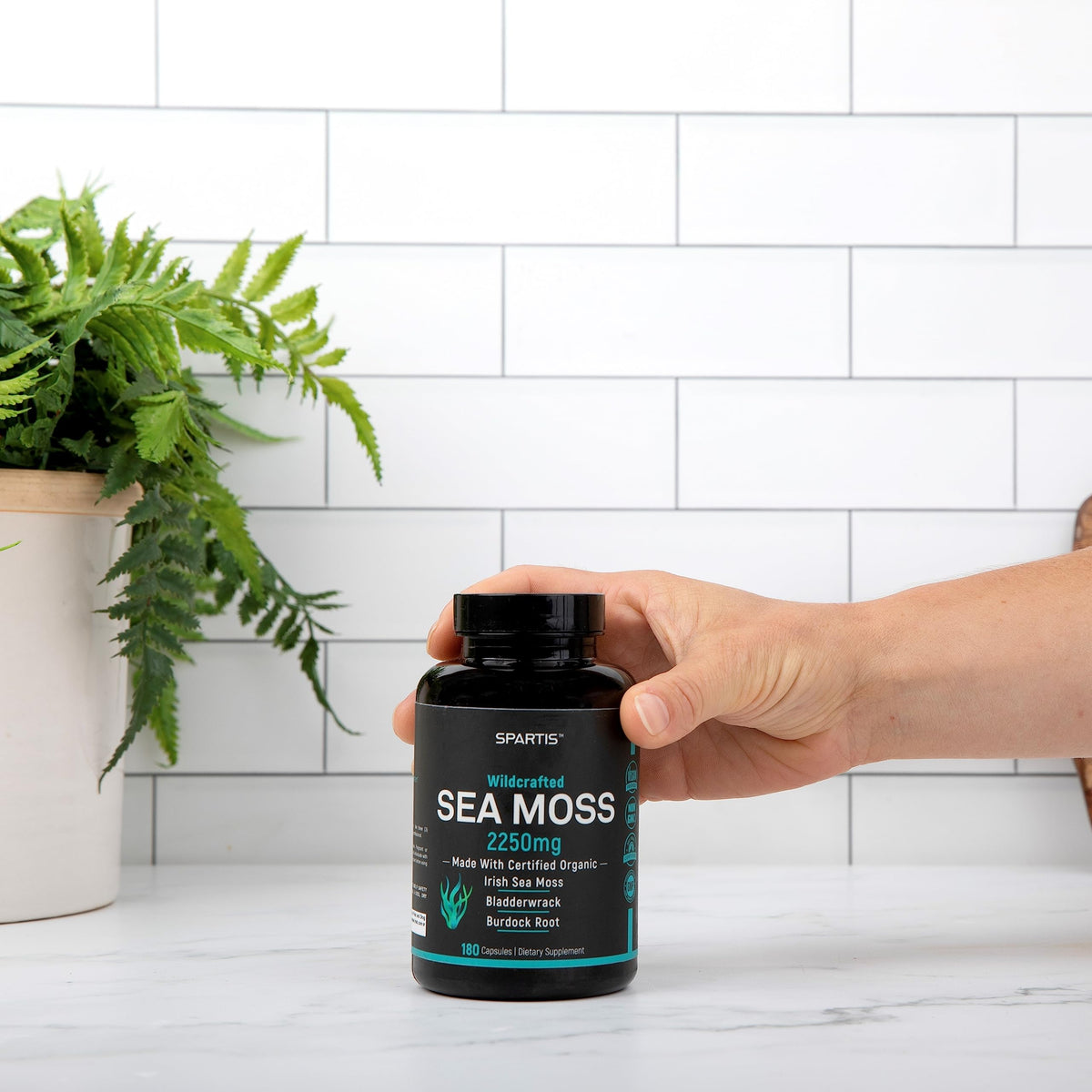 Certified Organic Sea Moss Capsules 2250mg Wildcrafted Irish Sea Moss Burdock Root SPARTISBuy Supplements Australia