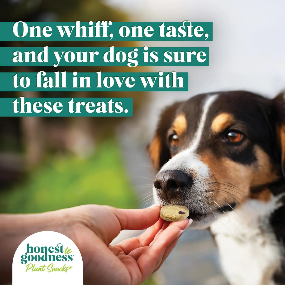 Honest to Goodness Plant Snacks Dog Treats, Enriched with Omega 3s & Postbiotics, 8oz Variety Pack, 6 Bags Honest to GoodnessBuy Supplements Australia