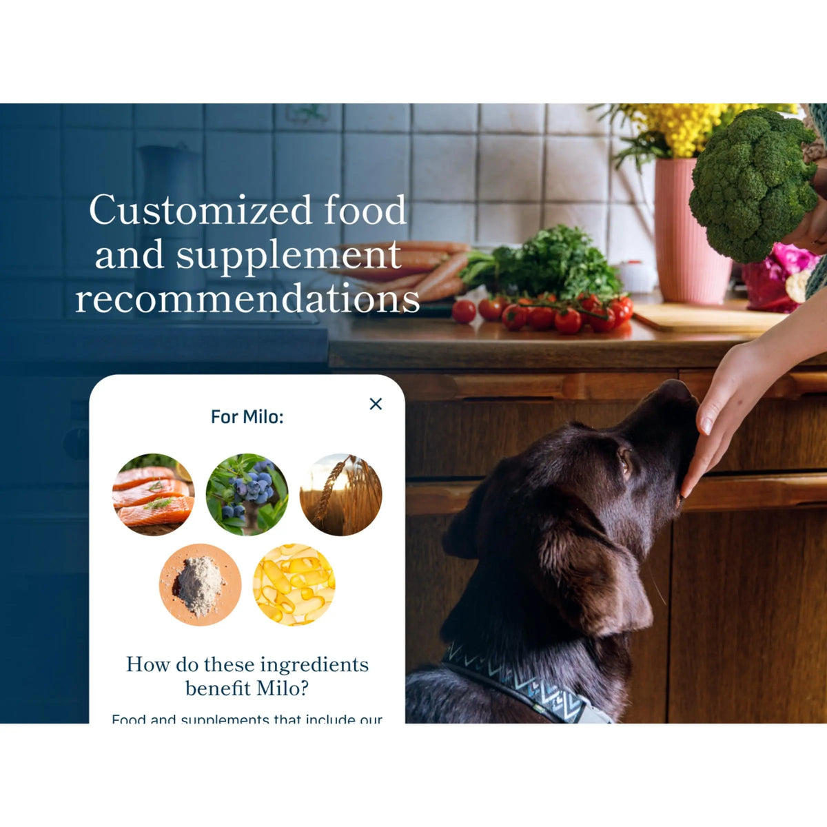 Petivity Microbiome Analysis Kit — Basic for Cats and Dogs, Powered by Purina - 4.8 oz. Box petivityBuy Supplements Australia